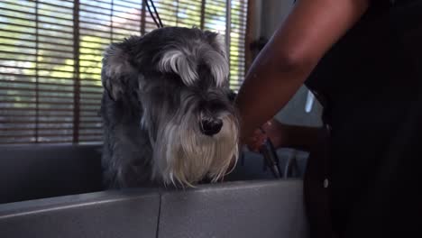 miniature schnauzer gets shower washed by dog groomer, up shot