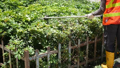 recorte de setos para jardineros