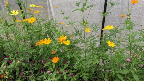 el lapso de tiempo de las flores que florecen en un jardín.