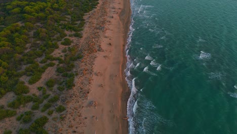 Top-aerial-view-of-a-sandy-beach-with-waves,-sea-and-pine-trees