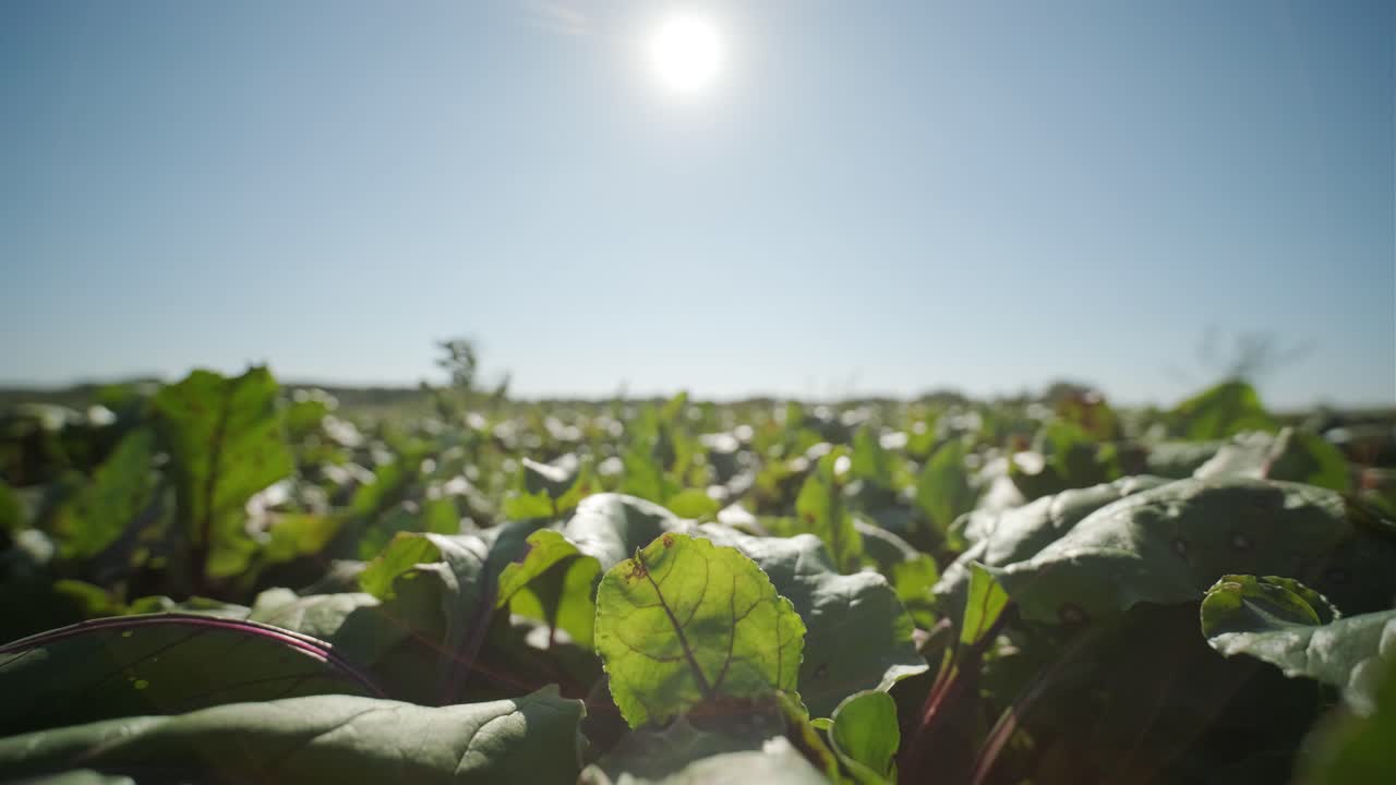 여름에 은 비트의.