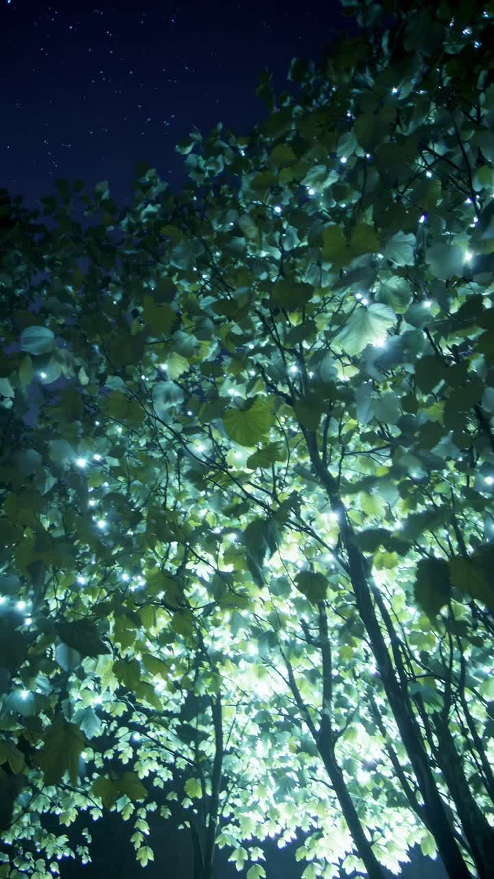A low-angle video shot of illuminated tree leaves at night, creating a magical, serene atmosphere