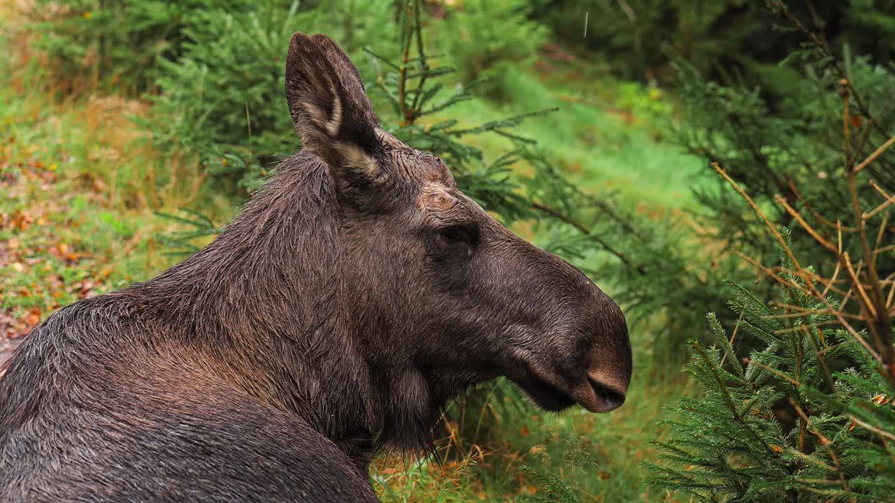 A moose calmly resting in the forest of Vestarelen, Norway, surrounded by greenery