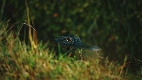 cinemagraph / seamless video loop of an alligator in the florida everglades national park close to miami. it is lurking in the green swamp water surrounded by mangrove trees at a discover adventure tourist tour. close up.