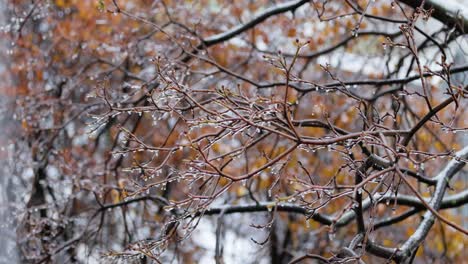 icy tree branches in winter