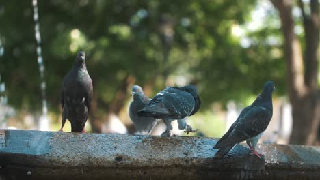 pigeons over a fountain in antigua guatemala - slow motion 120fps