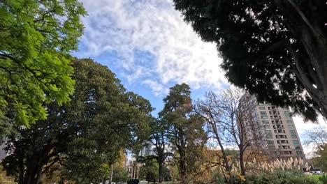 trees and pond in a serene urban park