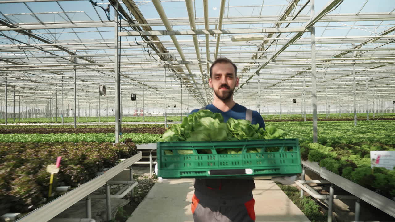 Farmers Harvesting Lettuce in Greenhouse