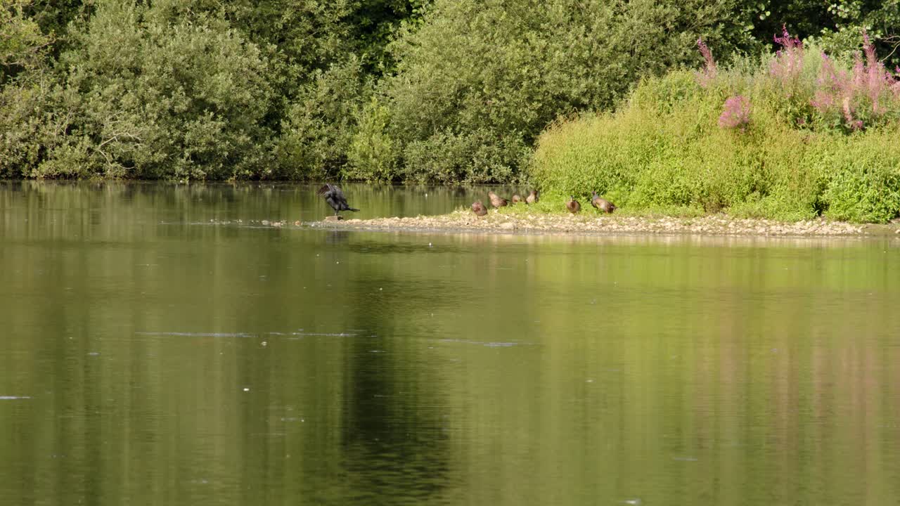 Kormoráni velcí a kachny si čistí peří na jezeře Sparham Pools, přírodní rezervace s výhledem na jezero západním směrem