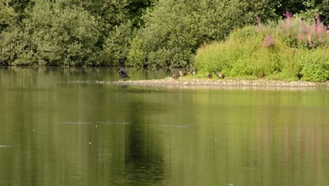 Una-Gran-Limpieza-De-Cormoranes-Y-Patos-Acicalándose,-En-El-Lago-Sparham-Pools,-Reserva-Natural-Mirando-Al-Oeste-Hacia-El-Lago