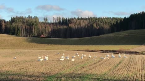 Aves-Migratorias-Llamadas-Cisnes-Cantores-O-Cygnus-Cygnus-Comiendo-En-El-Campo