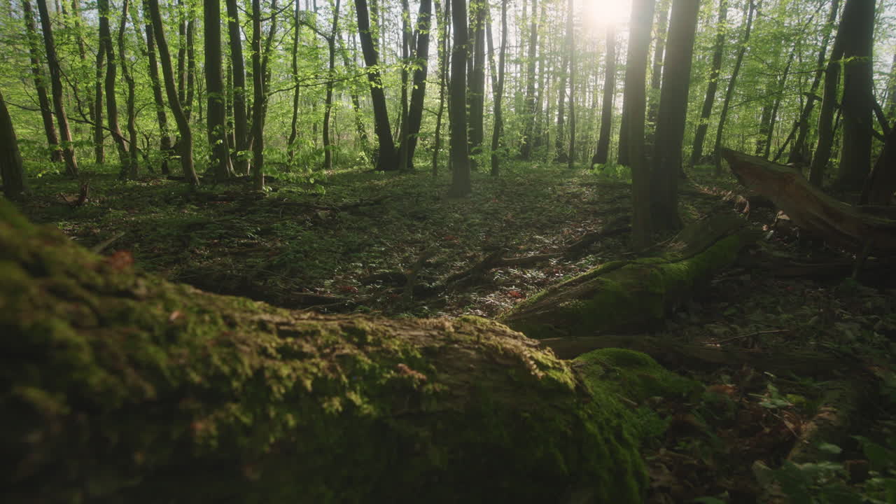 La serenità della natura con un primo piano di una radice di quercia verde vibrante coperta di muschio, illuminata dal caldo sole in una tranquilla mattina nella foresta.