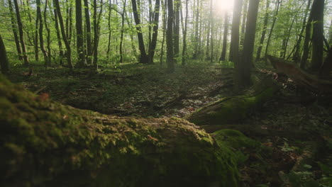 Serenity-of-nature-with-a-close-up-of-a-vibrant-green-oak-root-covered-in-moss,-illuminated-by-the-warm-sunlight-on-a-peaceful-morning-in-the-forest