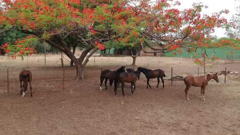 Horses-|-Horse-Racing-|-Race-Horses-|-Stud-Farm-in-India