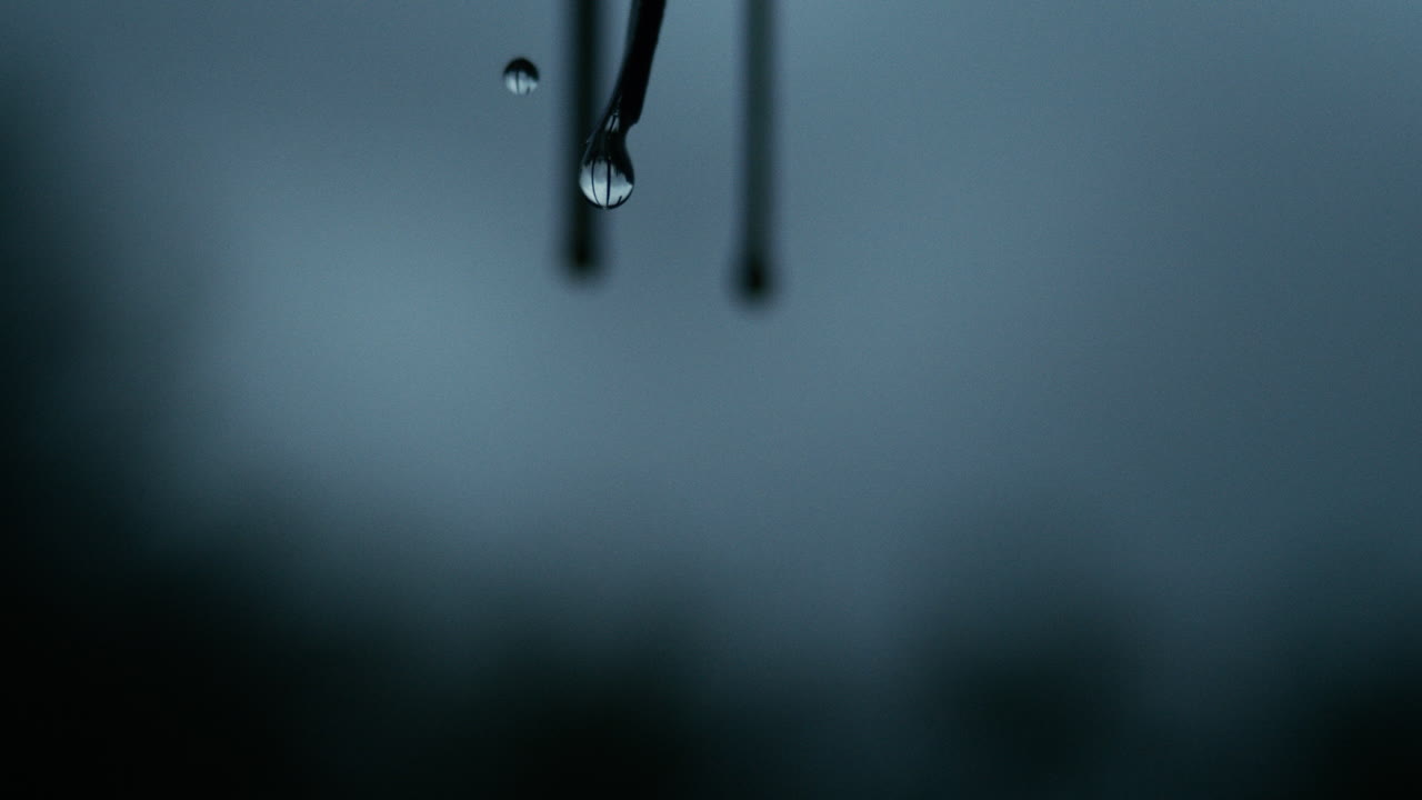 Thin leaves release water droplets downward in slow motion against dim light, backdrop