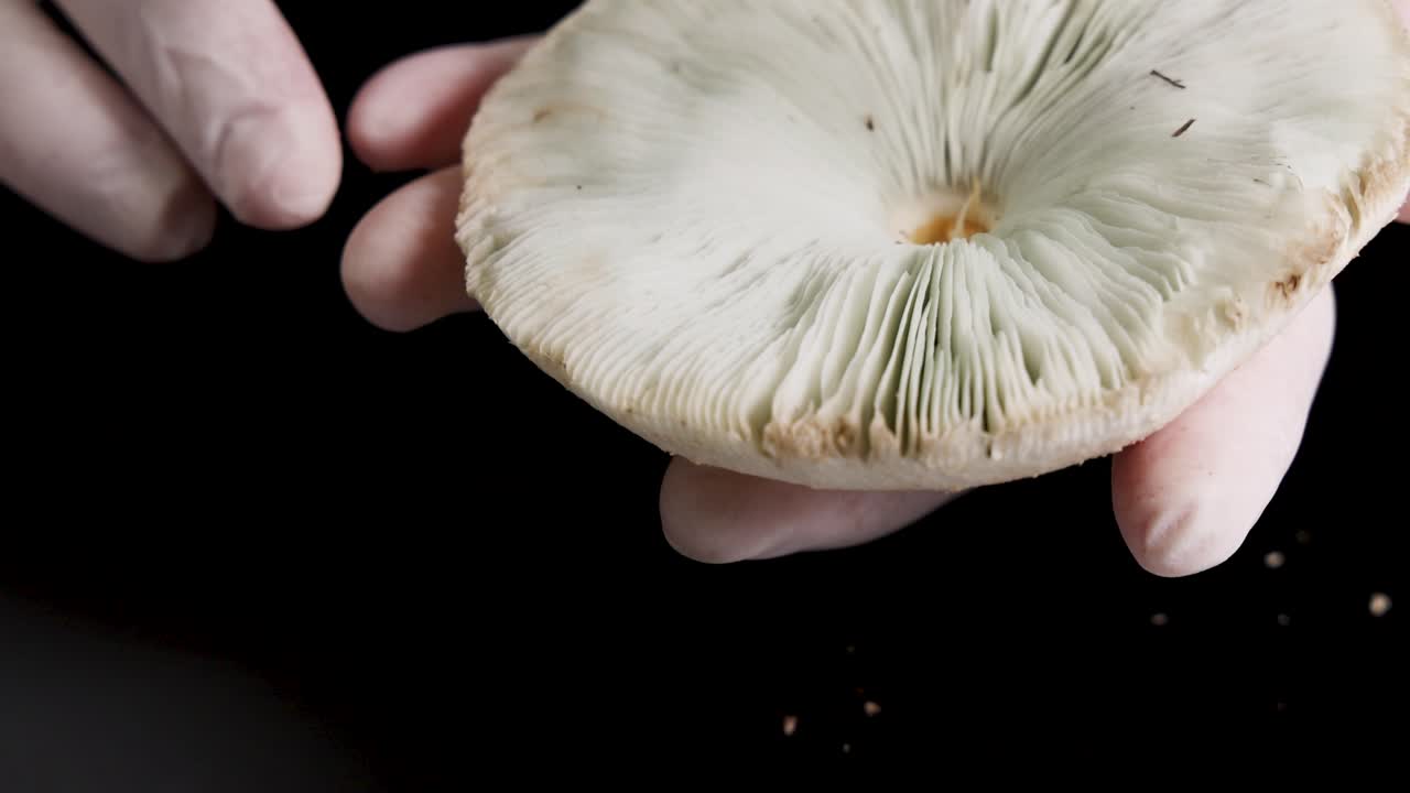 Hands in gloves inspect a mushroom's gills and cap under bright lighting, highlighting scientific analysis