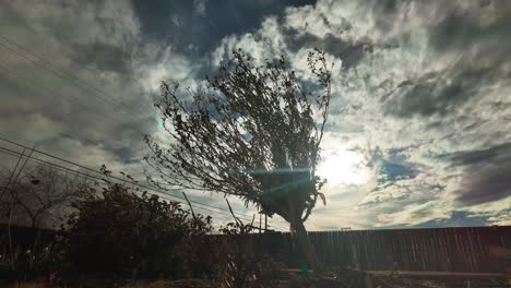 wind-swept tree bending under cloudy sky with sun peeking through, evoking a moody atmosphere, timelapse