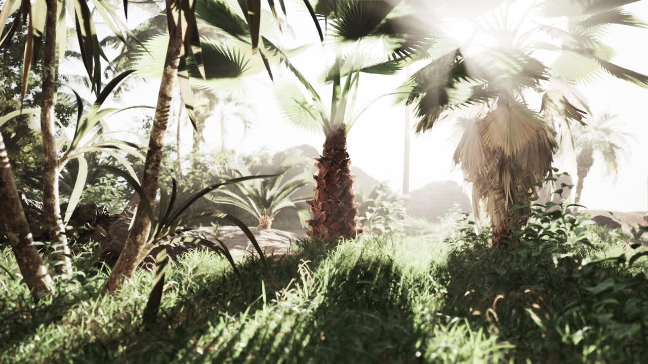 солнечный свет тропической пальмовой рощи