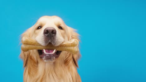 golden retriever on blue background, gold labrador dog holding bone in mouth and sitting close up. shooting playful domestic pet with toys in studio. treat for animals