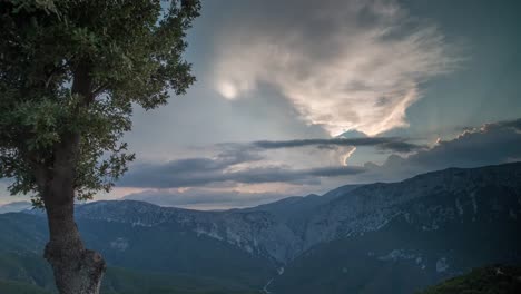 sardinia tree sunset 4k 00