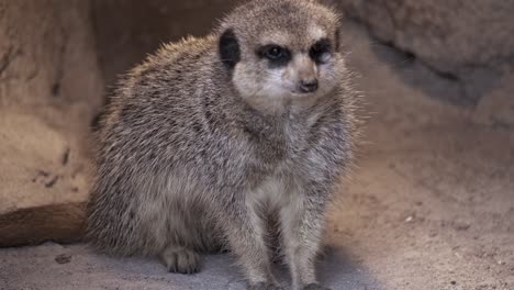 Meerkat-Suricata-Suricatta-Grooming-inside-Burrow,-Closeup-Front-Portrait