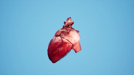 anatomical 3d animation of the heart. heart's muscle and vessels structure.