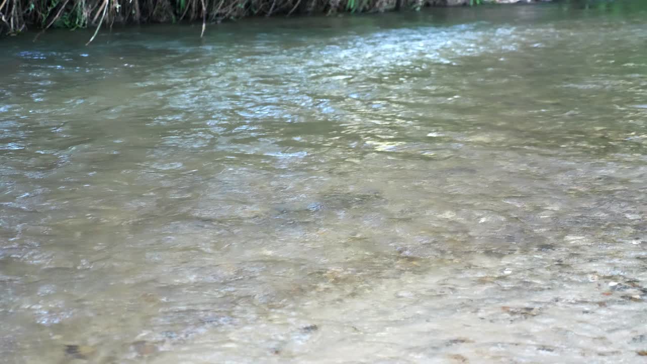 un pez trucha arco iris desovando en el río poco profundo con aguas cristalinas que fluyen