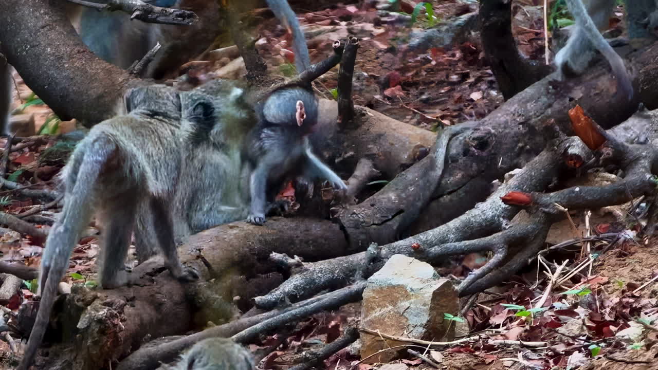 A tiny baby Vervet monkey plays on a tree root, aided by its watchful siblings