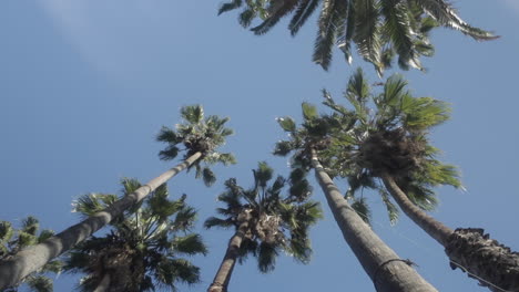 group of palm trees against a bright blue clear sky, looking up from below, slight spin, slow motion