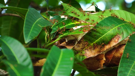 casa de hormigas en hojas de mango