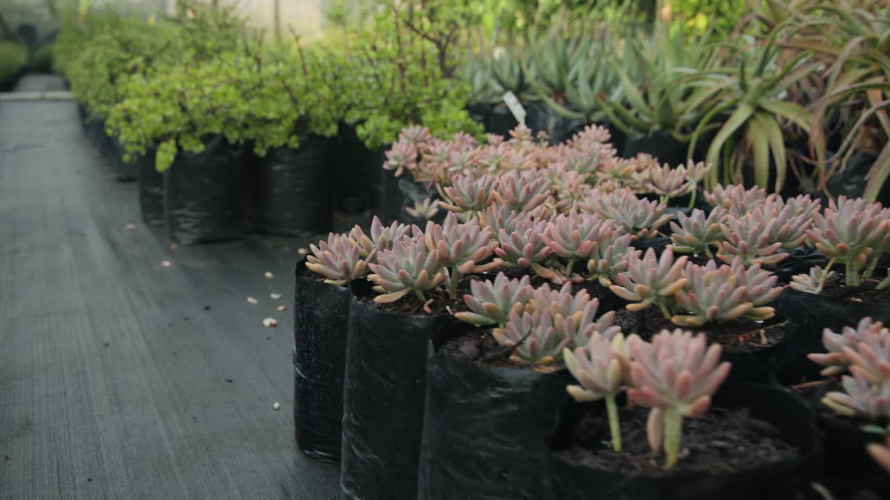 Green plants thriving in black pots at nursery, showcasing lush foliage, in greenhouse