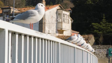 gaviotas paradas en un pasamanos blanco en el muelle de un hermoso pueblo