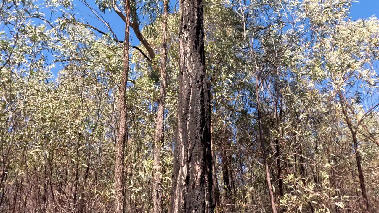 평온 한 숲 을 가로질러 꾸준 히 걸어다니는 것