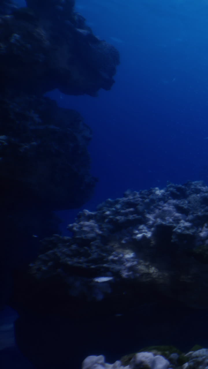 Beneath the waves coral reefs shimmer in the deep blue ocean waters