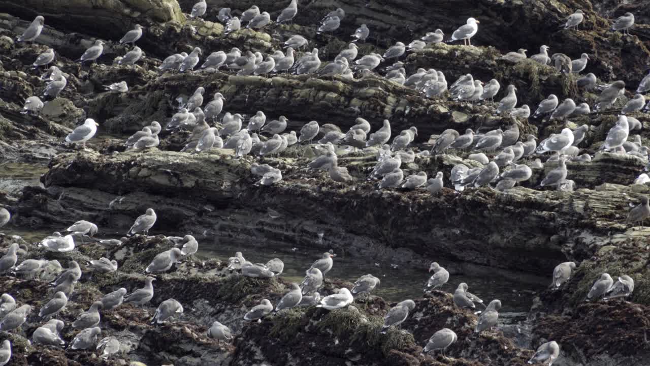캘리포니아 피스모 해변의 바위가 많은 태평양 연안 해안선에 있는 캘리포니아 갈매기(라루스 캘리포니쿠스)의 큰 무리