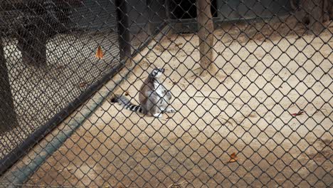 Ein-Lemur-Sitzt-In-Seinem-Käfig-Auf-Dem-Boden,-Bevor-Er-Weggeht