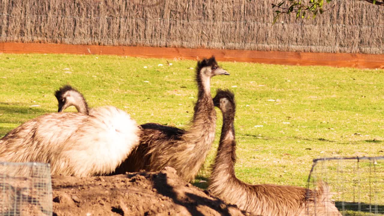 동물원 에서 사회적 인 행동 을 하는 새우 들