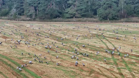 common cranes (grus grus) have gathered on the harvested field before migrating south. saaremaa, estonia.