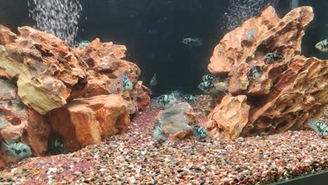 a large aquarium showcases saltwater fish, decorated with coral and seaweed to mimic their natural habitat, attracting public admiration.