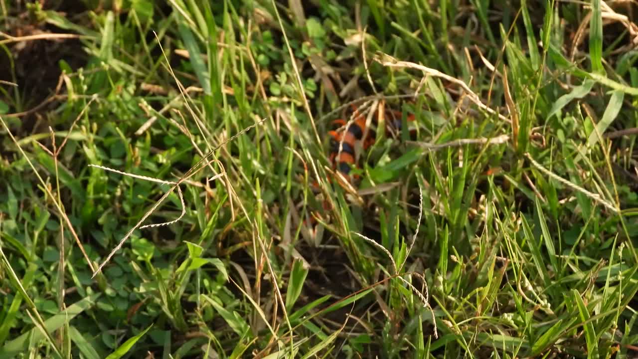 centipede insect in grass finding something ..