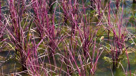 plantas de arroz coloridas balanceándose en el agua