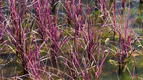 colorful rice plants swaying in water