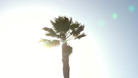 palmera contra un fondo de cielo soleado