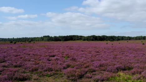 Pink heath fields in Holland, drone flyover