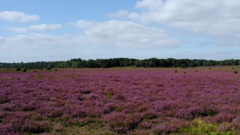 pink heath fields in holland, drone flyover