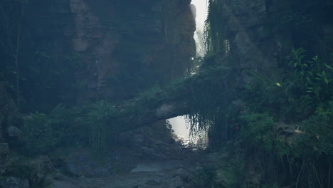 a mysterious path through a lush, overgrown jungle