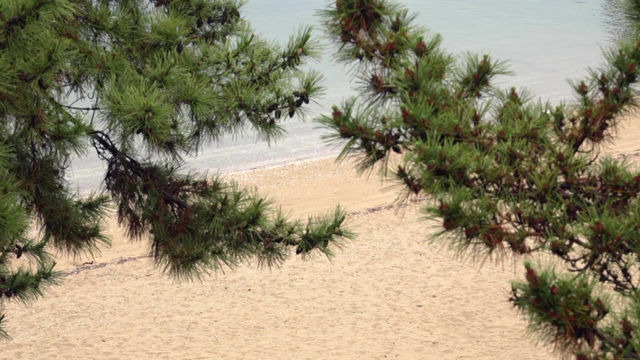 Long focal shot of a beach with pine trees at the foreground, calm water, and no people. The sky is overcast, creating a peaceful, deserted atmosphere.