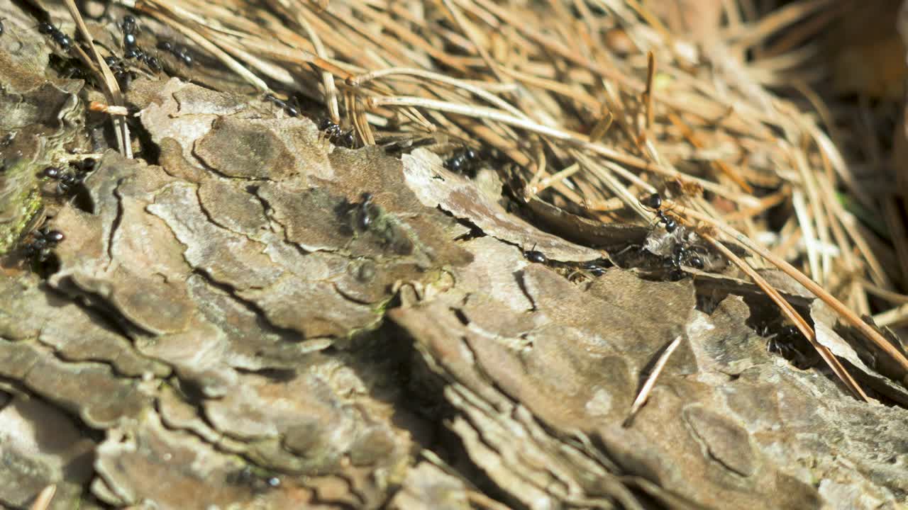 Silky ants move on the nest, anthill with silky ants in spring, work and life of ants in an anthill, sunny day, closeup macro shot, shallow depth of field
