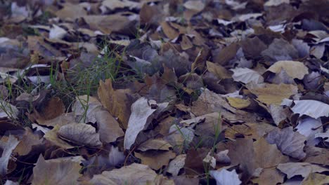 close up shot of fallen autumn leaves moved by the wind