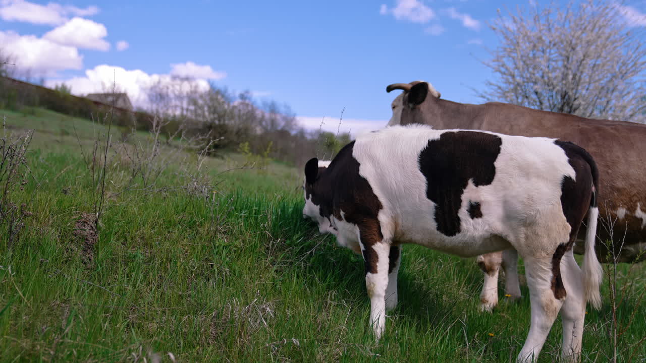 Cows grazing on a meadow. Cattle